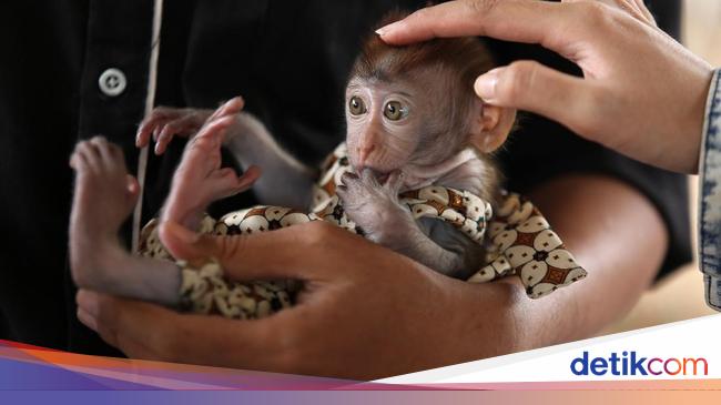 Kucing Hingga Anak Kera Lucu Ini Disuntik Vaksin Rabies