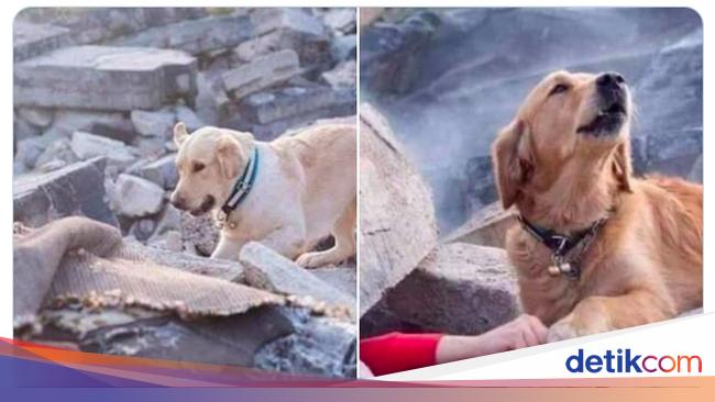 Foto Anjing yang Viral Saat Gempa Turki, Ternyata Hoax