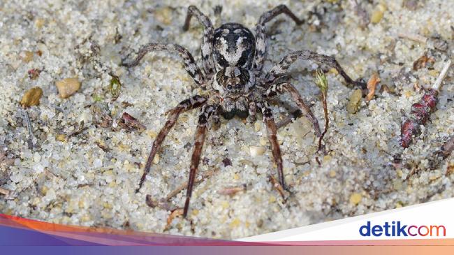 Laba-laba Raksasa Ini Muncul Setelah 27 Tahun Lenyap