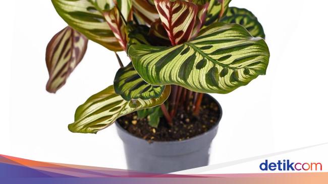 7 Tanaman Hias yang Tidak Membutuhkan Banyak Sinar Matahari 7 Tanaman Hias yang Tidak Membutuhkan Banyak Sinar Matahari