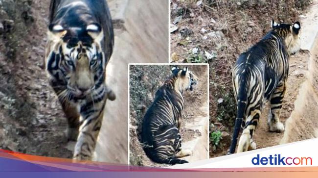 Harimau Hitam Super Langka Tertangkap Kamera