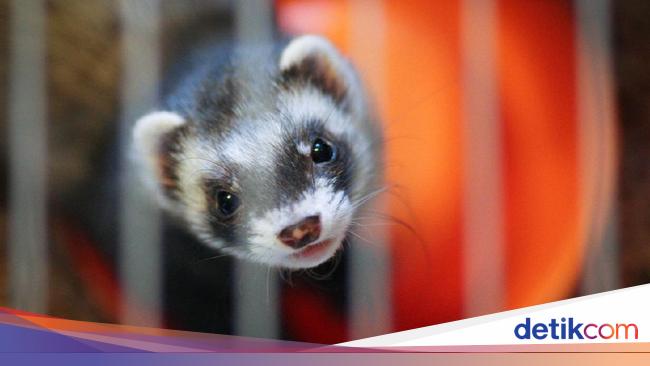 Seputar Cerpelai, Hewan yang Tularkan Corona ke Manusia