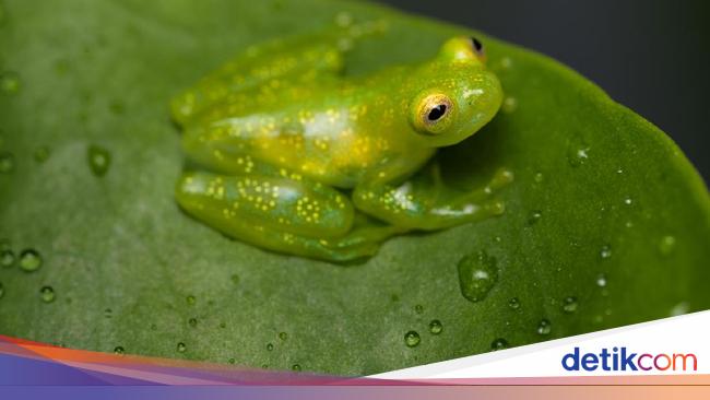 Bagaimana Daur Hidup Katak Cek Di Sini Penjelasannya