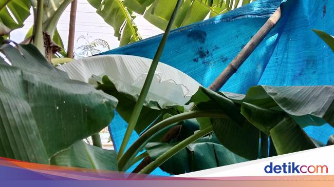 Daun  Pisang Viral Gegara Putih  Mirip Kafan Ternyata Ini   Daun  Pisang Viral Gegara Putih  Mirip Kafan Ternyata Ini