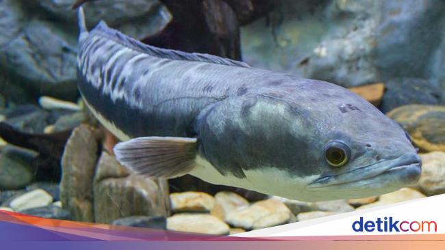 Ikan Gabus  jadi Ikan Hias Seharga Rp 35 Juta Ini Faktanya 