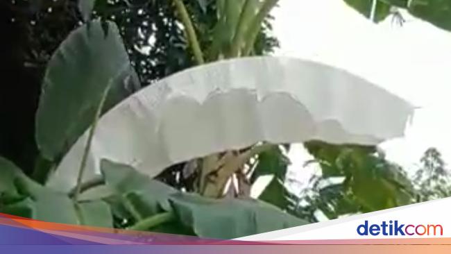 Geger Daun  Pisang Berwarna Putih  Disebut Mirip Kain Kafan  Geger Daun  Pisang Berwarna Putih  Disebut Mirip Kain Kafan