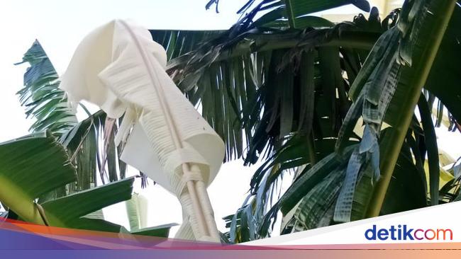 Terbaru 25 Cat Warna Daun Pisang Terbaru 25 Cat Warna Daun Pisang