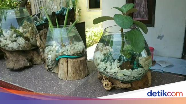 Cantiknya Akuarium Mini Beralas Akar Kayu Karya Warga Pasuruan Cantiknya Akuarium Mini Beralas Akar Kayu Karya Warga Pasuruan
