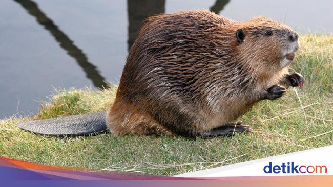 Apa Benar Rasa Vanila Pada Makanan Berasal dari Dubur ...