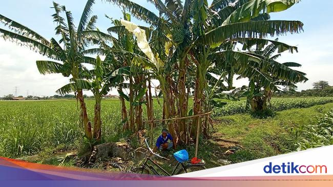 Daun  Pisang  Warna  Putih Mirip Kafan Muncul Lagi di Kudus   Daun  Pisang  Warna  Putih Mirip Kafan Muncul Lagi di Kudus
