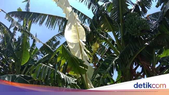 Terbaru 25 Cat  Warna  Daun  Pisang 