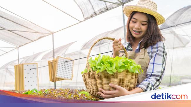  Cara  Menanam  Sayur  Hidroponik di  Rumah  Bisa Hemat Uang 