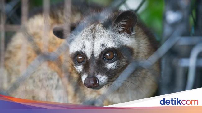 Kopi Luwak Harganya Termahal di Dunia, Ini Fakta di Baliknya