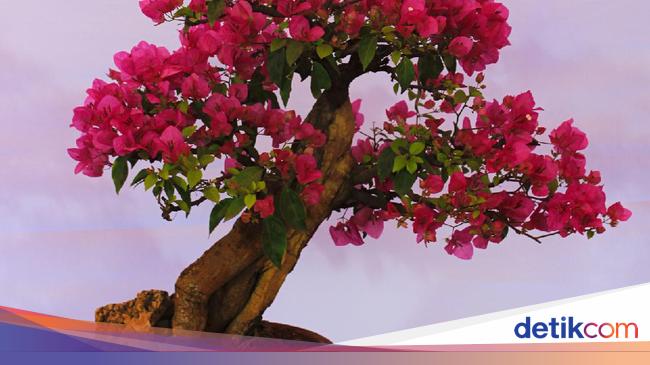 10 Jenis Bonsai Tanaman Hias Dari Jepang Yang Cocok Untuk Dekorasi Rumah
