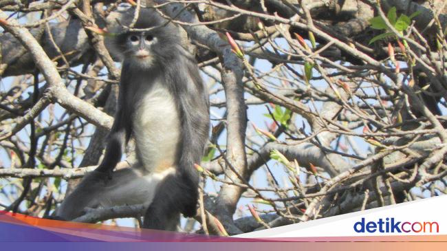 spesies monyet yang baru ditemukan di myanmar sudah menghadapi kepunahan 169