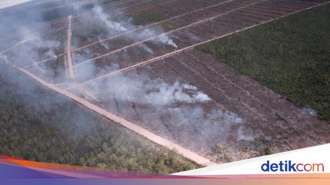 investigasi-15-tahun-kebakaran-hutan-di-papua-oleh-perusahaan-korsel