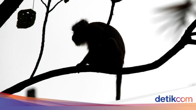 Veterinarian in China Dies of Monkey B Virus