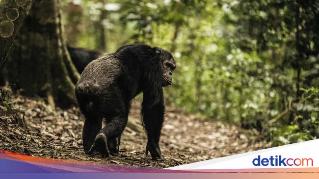 Pulihkan Pariwisata, Rwanda Akan Buka Cagar Biosfer UNESCO Terbaru