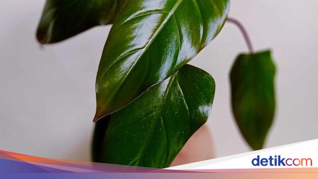 Download Keladi Hias Harga Gelombang Cinta Termahal PNG