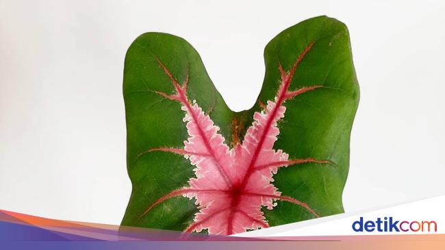 Mengenal Caladium Dan Philodendron Tanaman Hias Viral Ditukar Avanza