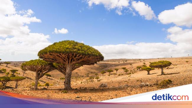 Mysterious!  Socotra Island which is said to be the residence of the Antichrist