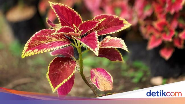 Mengenal Tanaman Hias Miana yang Cantik Ini Cara Mengenal Tanaman Hias Miana yang Cantik Ini Cara