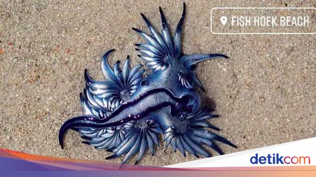 Hewan Naga Biru Pembunuh Tercantik di Lautan Hewan Naga Biru Pembunuh Tercantik di Lautan