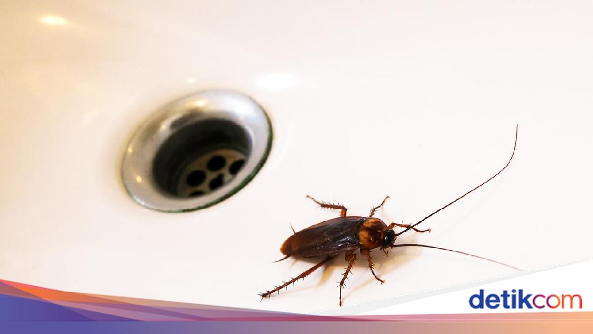 Banyak Kecoak di Rumah Pertanda Apa? Ini Penyebab dan Cara Usirnya