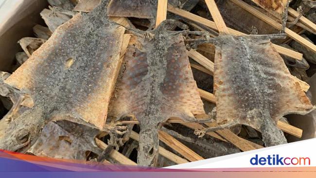 2 9 Ton Tokek Kering dari Jatim Diekspor ke China 2 9 Ton Tokek Kering dari Jatim Diekspor ke China
