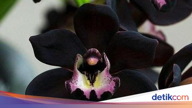 7 Tanaman Hias Indonesia Yang Diminati Negara Lain