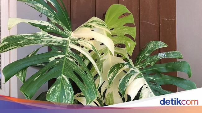 10 Tanaman Hias Paling Mahal Di Indonesia Lagi Banyak Dicari 7928