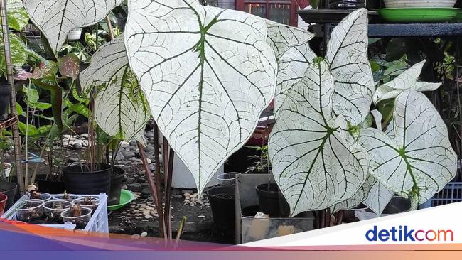 10 Tanaman Hias Daun Outdoor dan Indoor yang Populer 10 Tanaman Hias Daun Outdoor dan Indoor yang Populer