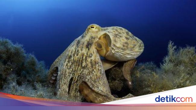 Dreaming Octopuses: Discovering Sleep Patterns and Intelligence Traits