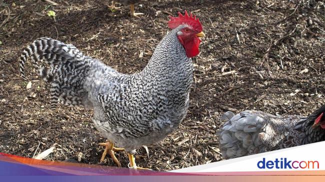 Pertama di Dunia, Singapura Jual Daging Ayam Hasil ...