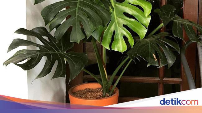  Tanaman  Hias  Monstera Lagi  Hits Ini Harga dan Cara 