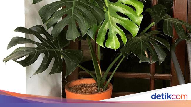 Tanaman Hias Monstera Lagi Hits Ini Harga dan Cara Tanaman Hias Monstera Lagi Hits Ini Harga dan Cara