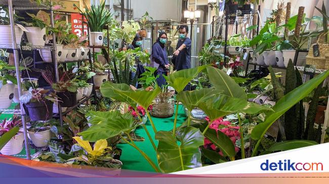  Tren  Belanja Tanaman  Hias  di Tengah Pandemi
