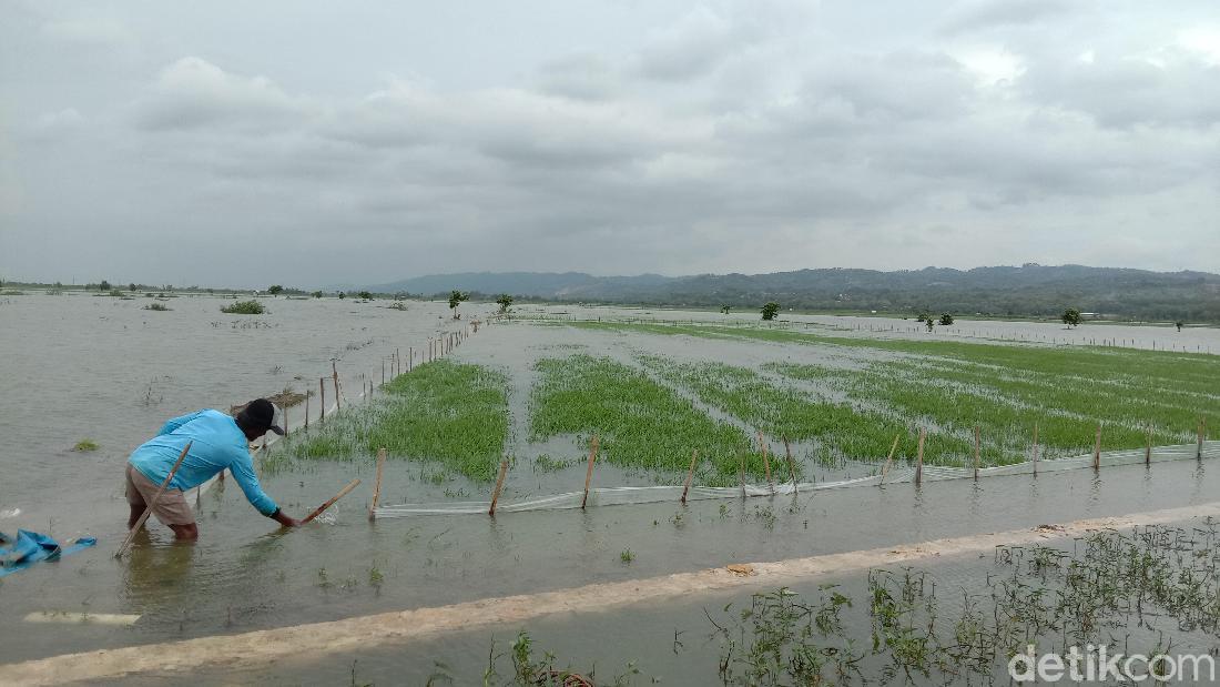 1.574 Hektare Sawah Di Kudus Terendam Banjir