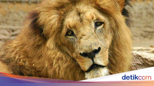 Pemandu Safari Di Afrika Selatan Tewas Dimakan 2 Singa Hidup Hidup