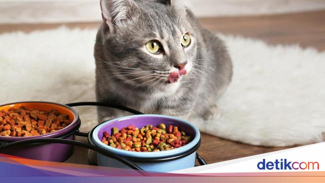 Makanan Kering Vs Basah, Mana yang Lebih Baik untuk Kucing?