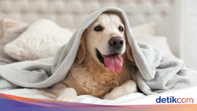 Jangan Salah Begini Cara Tentukan Porsi Makanan Ideal Untuk Anjing