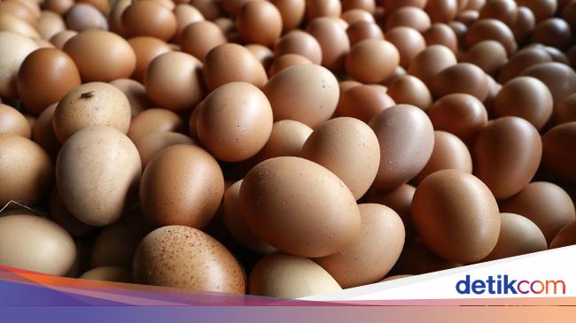 Duh Harga Telur Ayam Diproyeksi Terus Naik Sampai Tahun Depan Duh Harga Telur Ayam Diproyeksi Terus Naik Sampai Tahun Depan