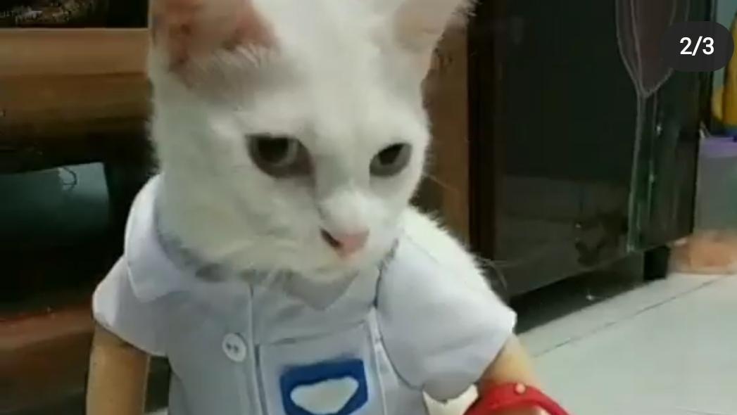 Ketika Kucing Punya Koleksi Baju yang Tak Kalah Banyak dari Tuannya