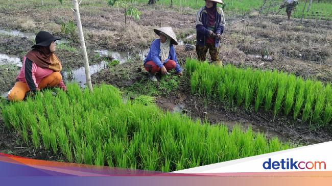 Belale Tradisi Gotong Royong Petani Di Plbn Aruk Saat Tanam Padi