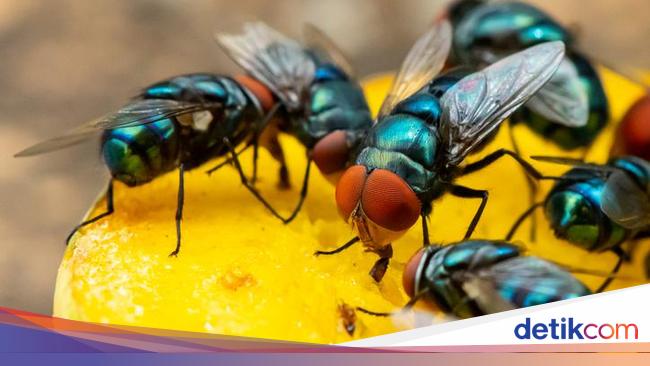 Cara Ampuh Usir Lalat Ala Warteg Praktis Pakai Cabai Cara Ampuh Usir Lalat Ala Warteg Praktis Pakai Cabai