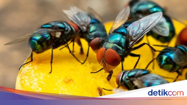 Cara Ampuh Usir Lalat Ala Warteg Praktis Pakai Cabai Cara Ampuh Usir Lalat Ala Warteg Praktis Pakai Cabai