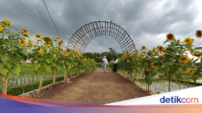 Kampung Bunga Matahari Di Cianjur Yang Instagramable