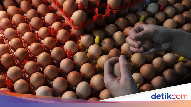 Mendag Soal Harga Telur Naik Jangan Dibikin Gede