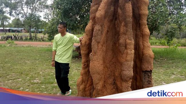 Ada 'Sarang Semut' Raksasa Setinggi 5 Meter di Papua, Bagaimana Isi di ...