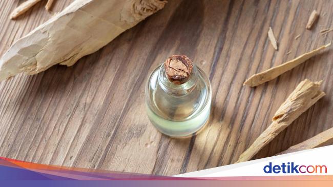 Kayu Cendana Banyak Ditemukan Di Provinsi Mana Ini Jawaban Dan Alasan Harumnya